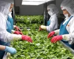 Xuất khẩu rau quả lập kỷ lục mới