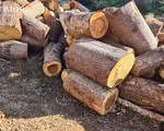 Đắk Nông điều tra vụ phá rừng tại khu vực đường tuần tra biên giới