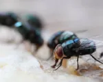 Ruồi có thể lây lan vi khuẩn kháng thuốc kháng sinh