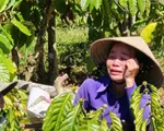 Người phụ nữ khóc nghẹn khi nhìn thấy hàng trăm cây trồng bị kẻ gian chặt phá