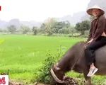 Thu hút khách quốc tế từ mô hình du lịch trải nghiệm