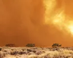 Cháy rừng lan rộng ở California, đe dọa các cây lâu đời nhất thế giới