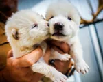 Hồi sinh thành công sói trắng tuyệt chủng cách đây 12.500 năm