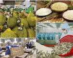 Xuất khẩu nông sản tìm giải pháp trước áp lực thuế đối ứng
