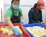 Mở cánh cửa xuất khẩu sầu riêng đông lạnh