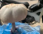 Cảnh báo nguy cơ ngộ độc nấm: Dấu hiệu nhận diện nấm độc