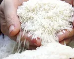 Giá gạo xuất khẩu của Việt Nam cao nhất thế giới