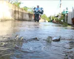 Triều cường ven biển Đông Nam Bộ ở mức cao