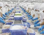 Xuất khẩu tôm tiếp tục tăng cao