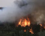 Israel đối mặt cháy rừng quy mô lớn nghi do &quot;khủng bố&quot;