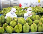 Tín hiệu tích cực từ thị trường xuất khẩu nông lâm thủy sản