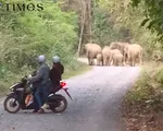 Xuất hiện đàn voi rừng đi vào khu dân cư ở Đồng Nai