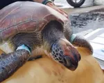 Cứu hộ cá thể rùa biển quý hiếm bị thương do mắc lưới
