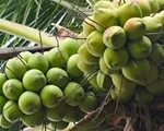 Tăng thêm lợi thế cạnh tranh cho dừa Việt Nam