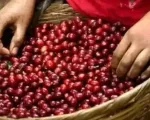Giá cà phê chịu sức ép lớn do tỷ giá
