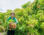 Nông dân ở Đắk Lắk 'trúng đậm' vì vải thiều được mùa được giá