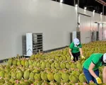 Ngăn đà giảm giá sầu riêng