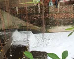 Đồng Nai: Suối Bà Lúa sủi bọt trắng, nghi xả thải công nghiệp