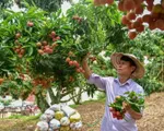 Rộng mở thị trường xuất khẩu vải thiều