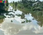 Cá sấu nổi trên kênh ở Long An, chính quyền cảnh báo khẩn