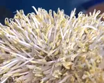 60 tấn giá đỗ 'ngậm độc' len lỏi khắp chợ: Biết độc vẫn làm, biết hại vẫn bán