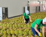 Kiến nghị gỡ khó xuất khẩu sầu riêng sang Trung Quốc