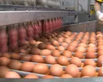 Tin thất thiệt 'trứng gà giả' gây hệ lụy tới hàng triệu hộ chăn nuôi