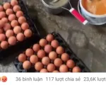 Người chăn nuôi lỗ nặng vì 'tin đồn' trứng giả