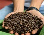 Giá cà phê Robusta lao dốc