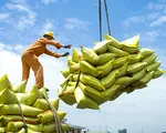VCCI kiến nghị bỏ rào cản với doanh nghiệp xuất khẩu gạo