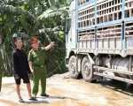 Xe tải chở 18 tấn lợn mắc dịch tả lợn châu Phi đi tiêu thụ