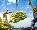 Xuất khẩu gạo đối diện với rủi ro kép