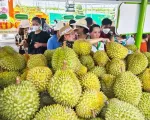 Sớm chuẩn hóa ngành sầu riêng