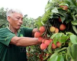 Vải trứng Hưng Yên được mùa, được giá