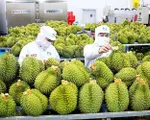Sức hút của nông sản Việt