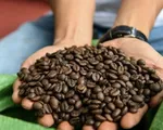 Giá cà phê phục hồi mạnh sau chuỗi ngày lao dốc