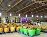 Quản lý chất lượng sầu riêng để giữ thị trường xuất khẩu