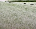 Quảng Bình khẩn trương cứu lúa, rau màu sau mưa lớn do bão số 1