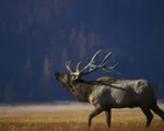 Sắc màu hoang dã ở công viên quốc gia Yellowstone