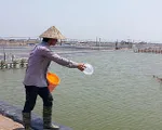 S&oacute;c Trăng: Đầu tư h&agrave;ng trăm tỷ đồng ph&aacute;t triển nghề nu&ocirc;i trồng thủy sản