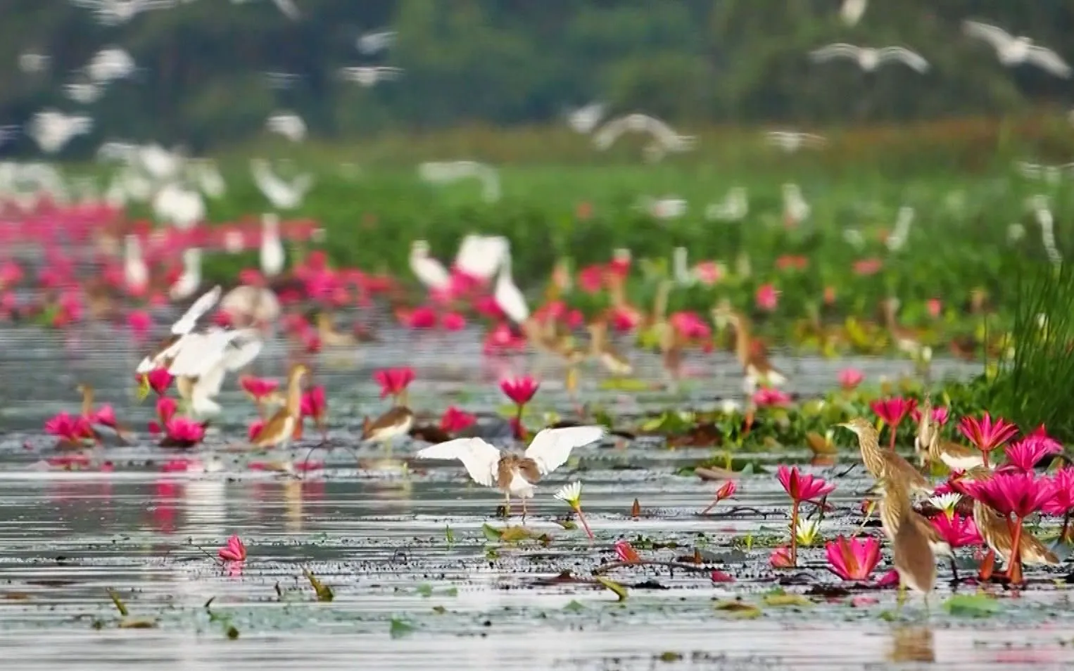 Photographer cherishes soaring birds