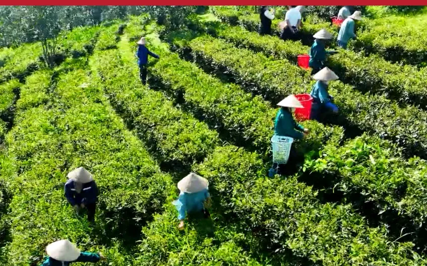 Phu Tho tea elevated in global market