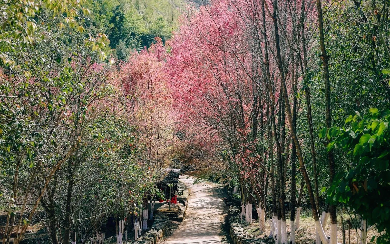 Highland flower festival in full bloom
