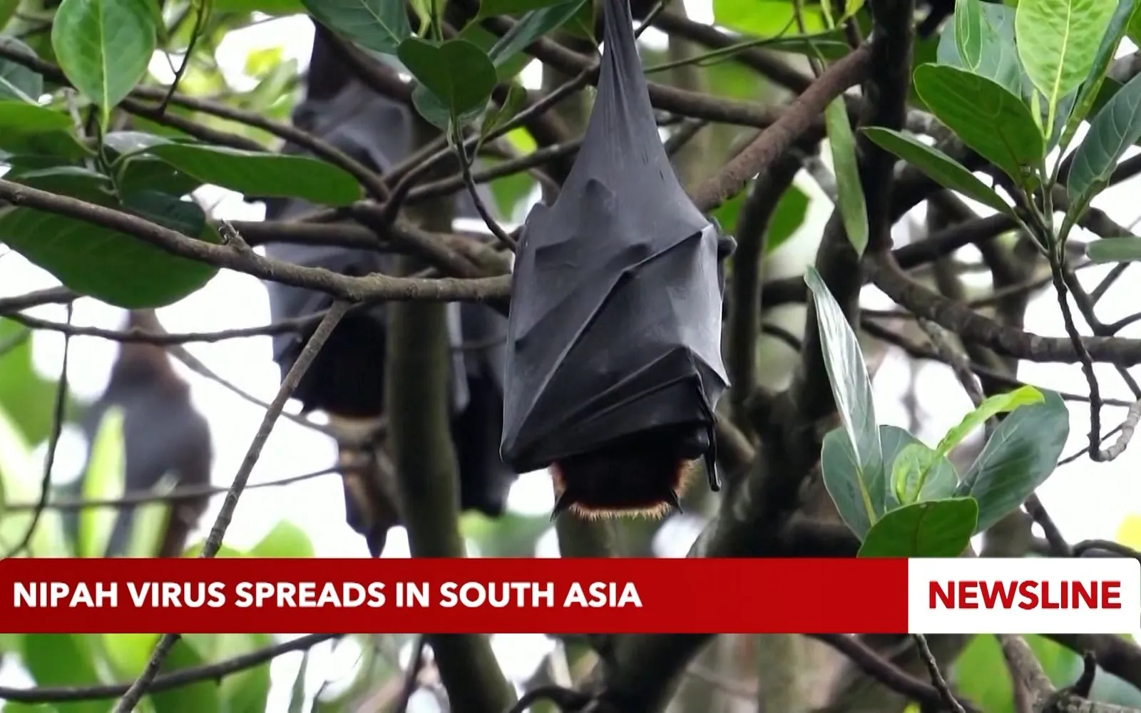 Nipah virus spreads in South Asia