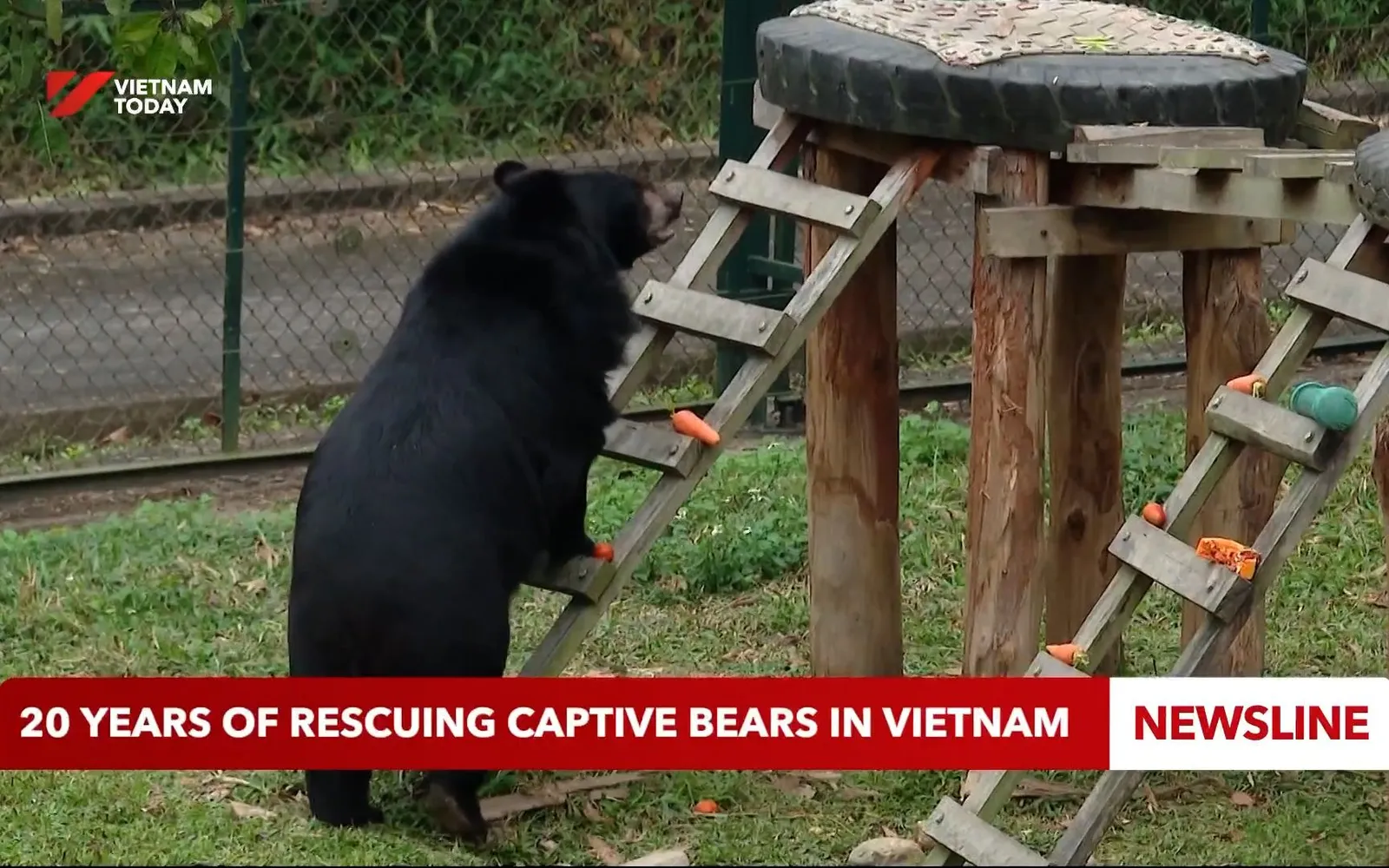 20 years of rescuing captive bears in Việt Nam
