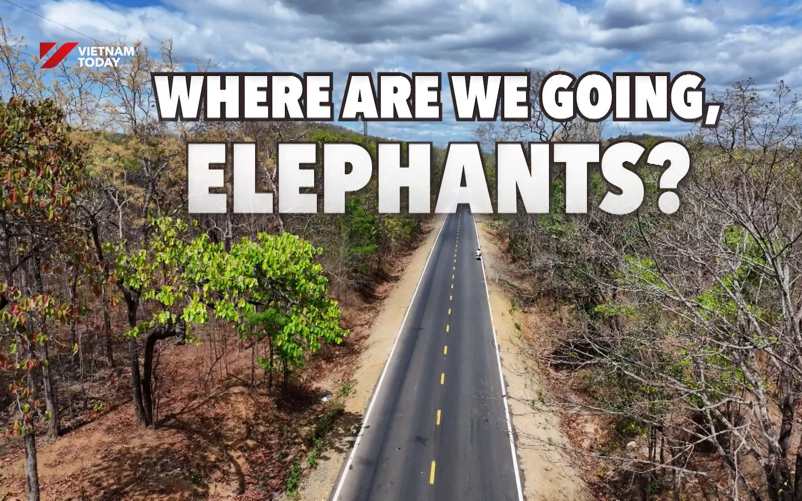 Where Are You Going, Elephants? | I-Report