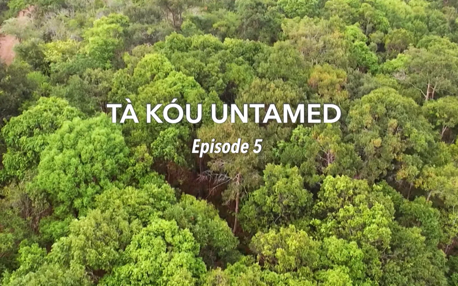 Tà Kou untamed - Ep 5 | Insights