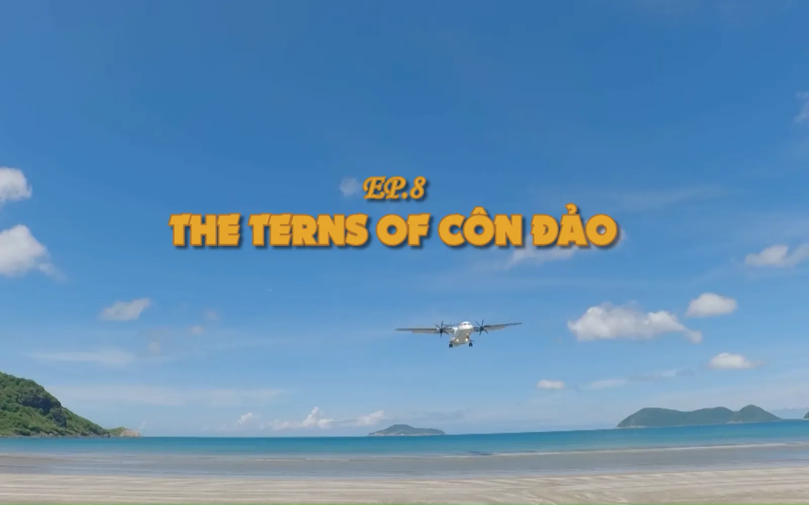 The terns of Côn Đảo | Vietnam Wild Live