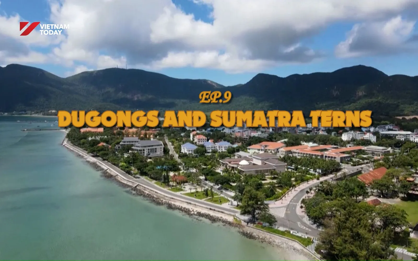 Dugongs and Sumatra Terns | Vietnam Wild Live