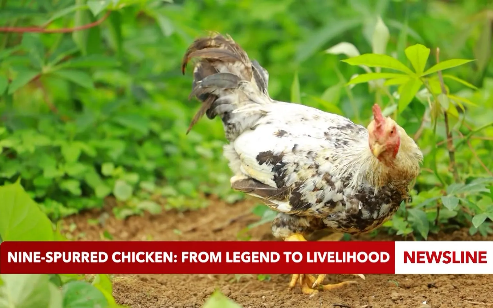 Nine-spurred chicken: from legend to livelihood
